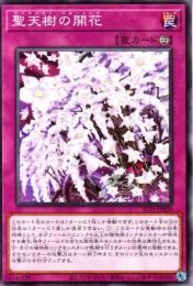 聖天樹の開花:サンアバロン・ブルーミング(SLT1-39)